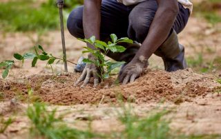 tree planting