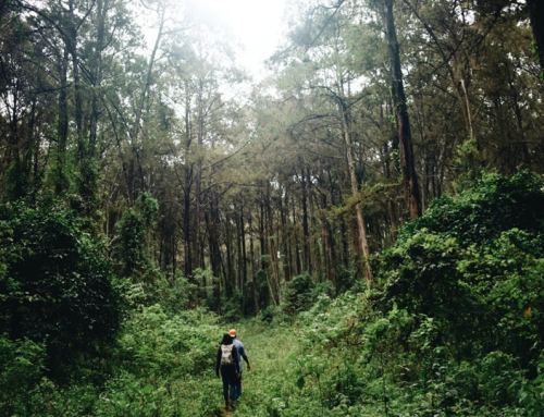 Environment, Peace, and Inner Healing: Reflections from My Internship with Oikodiplomatique