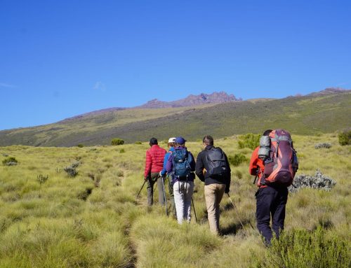 Environnement, paix et guérison intérieure : réflexions issues de mon internship avec Oikodiplomatique